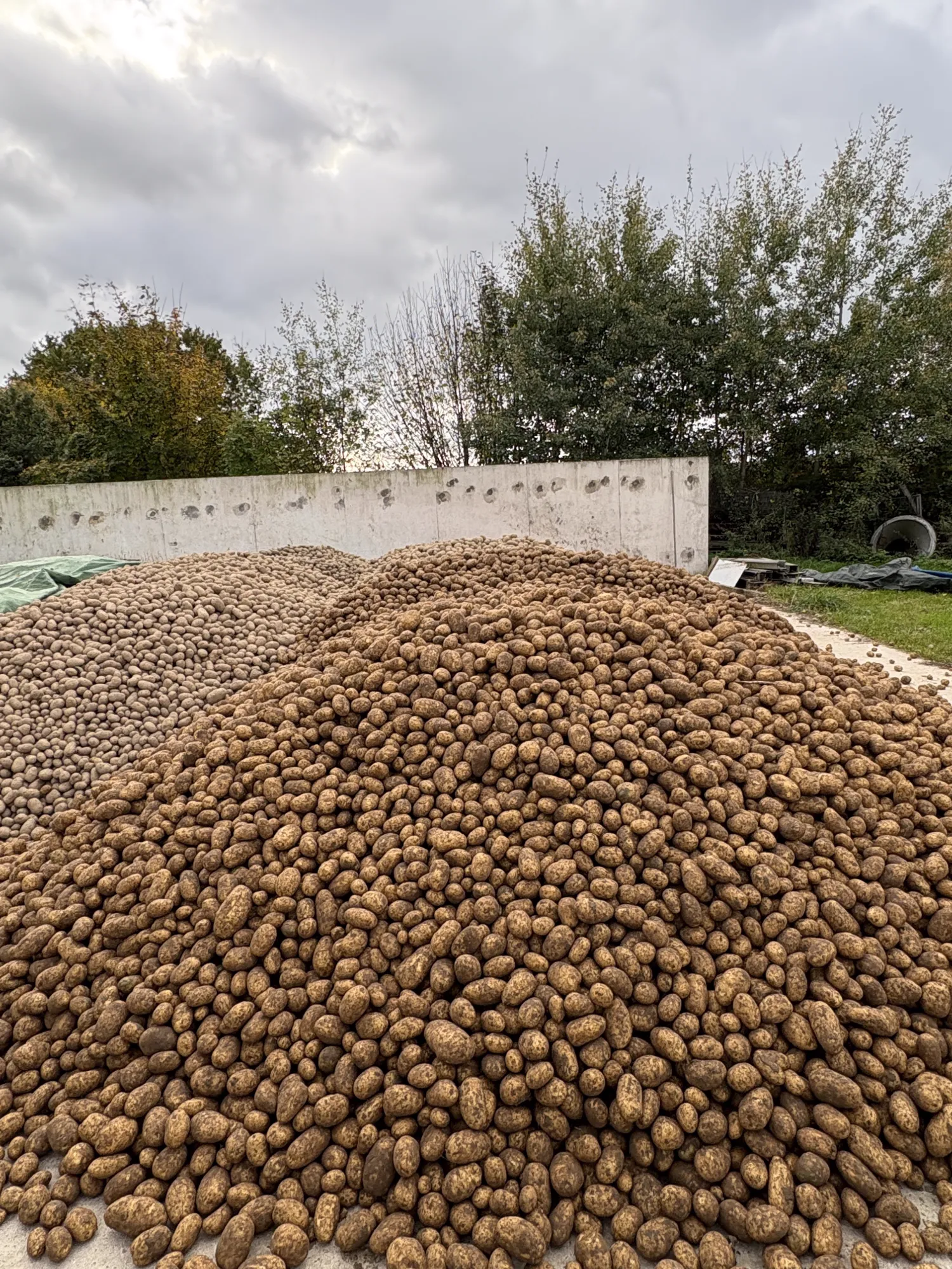 Organic Potatoes, Otolia Variety, 75 t, Naturland Certified