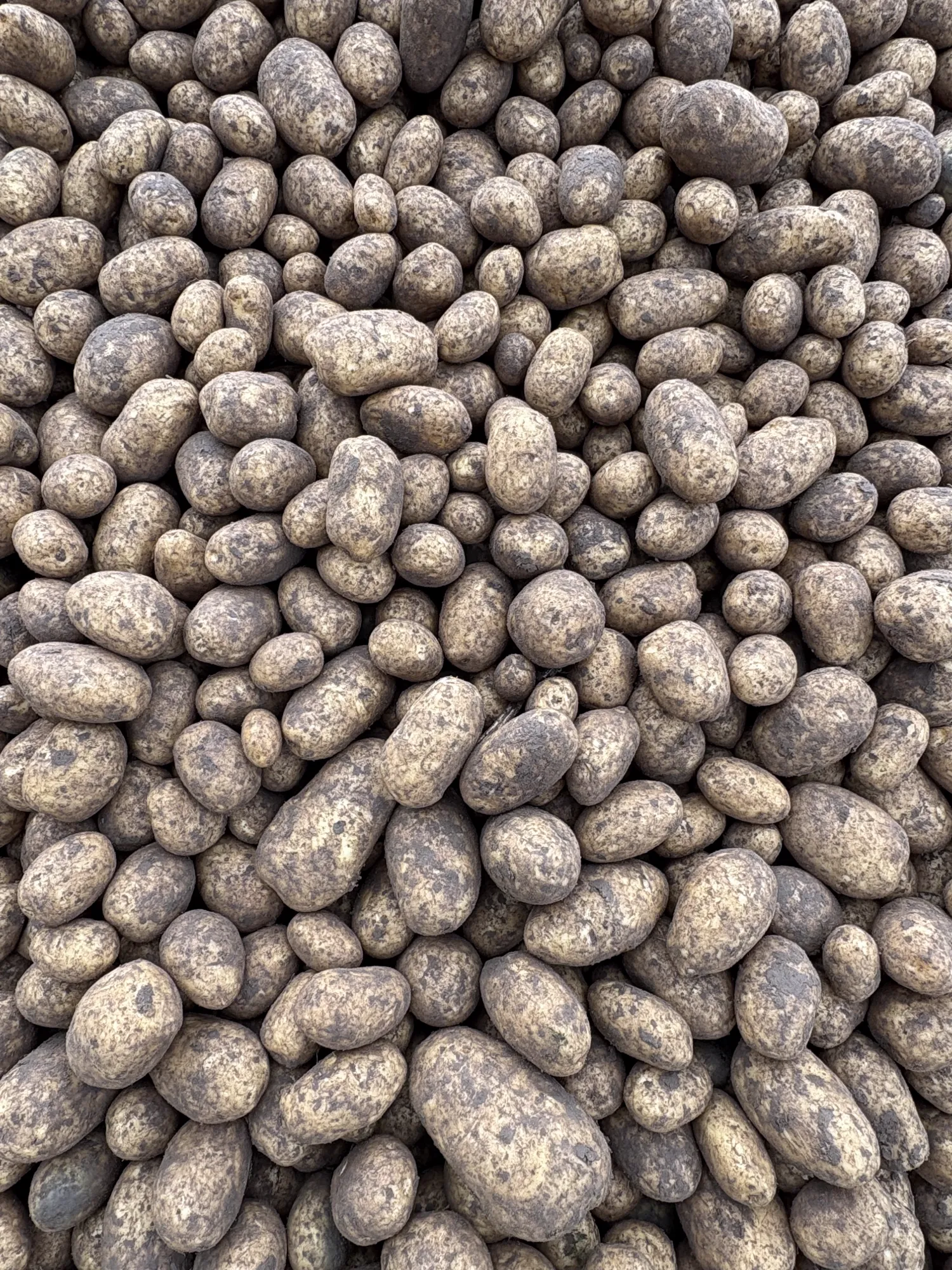 Organic Potatoes, Otolia Variety, 75 t, Naturland Certified