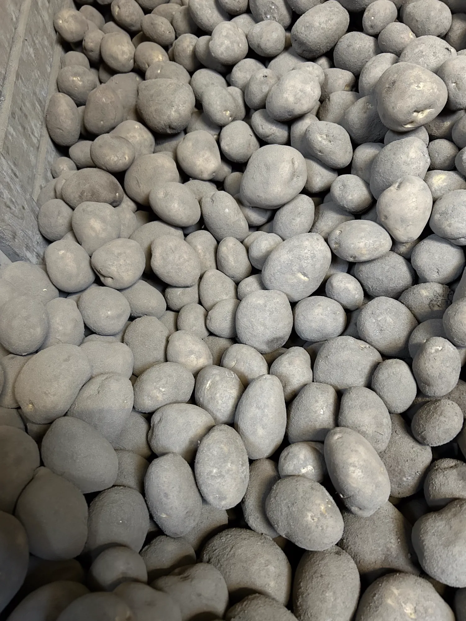 Frieslander Aardappelen Verkopen | Diverse Gewichten