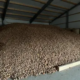 Цибуля на продаж: 150 т, сорт Фасто
