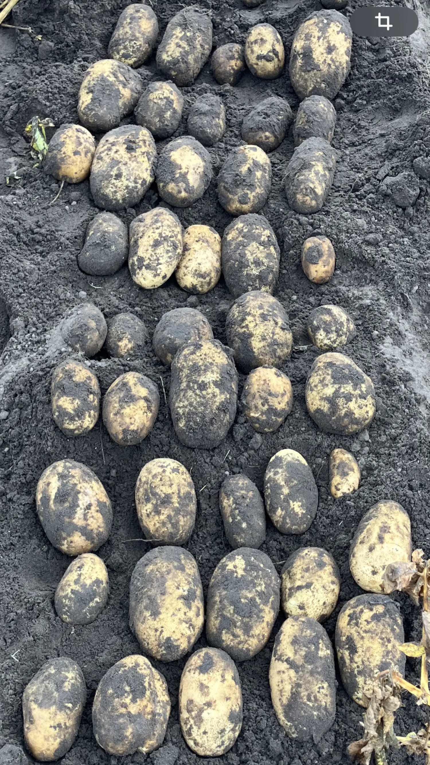 Картофи Innovator: Купете пресни от полето