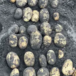 Картофи Innovator: Купете пресни от полето