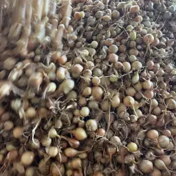 https://cdn.farmtrade.nl/media/169117/conversions/SVf01s-thumbnail.webp