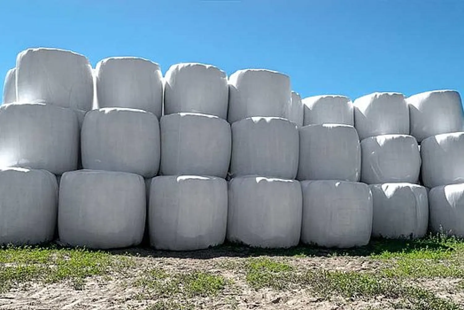 Baloți rotunzi de siloz de porumb ecologic de vânzare