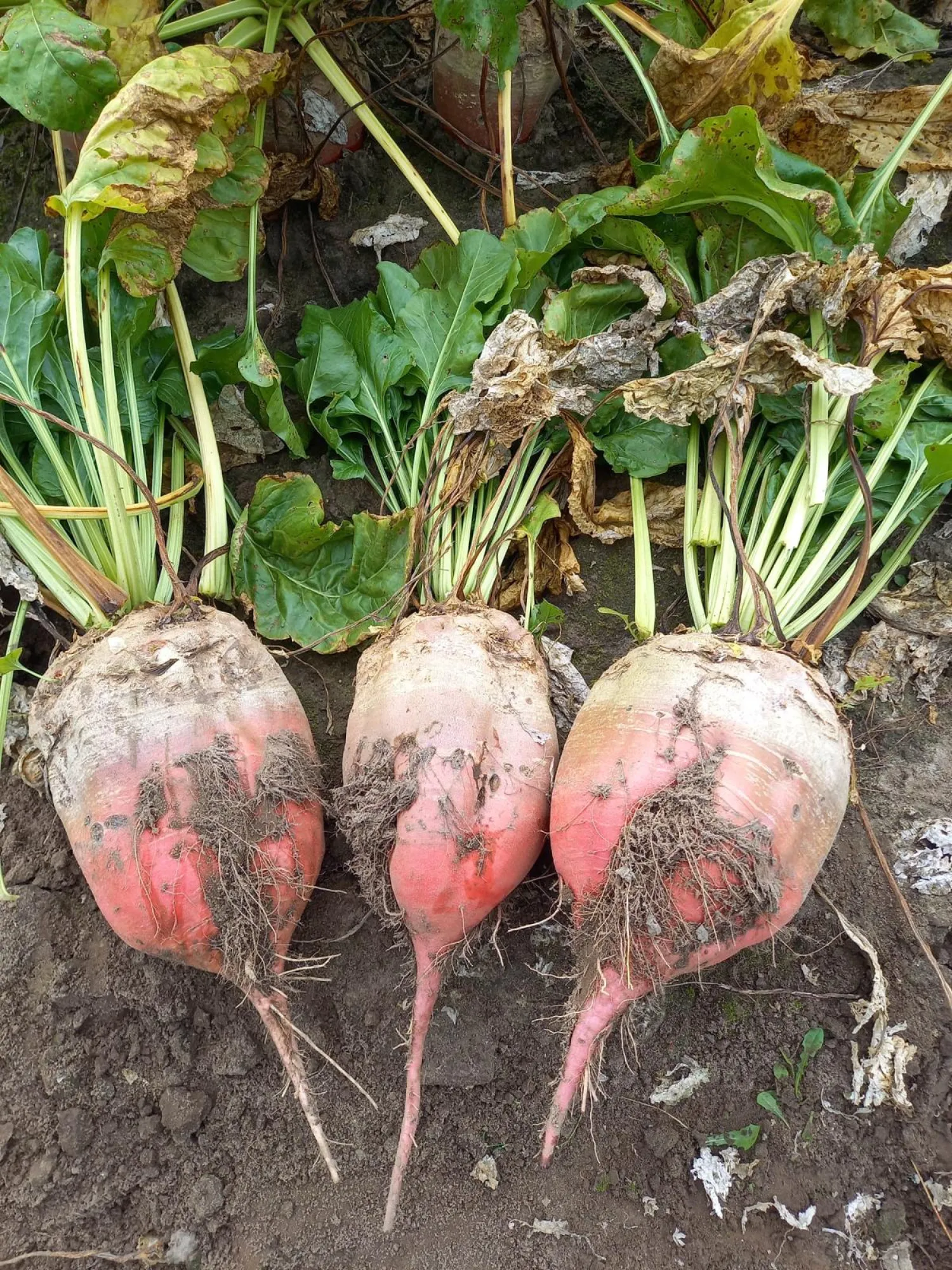 Voederbieten Rialto te koop | Regio Kinrooi-Maaseik