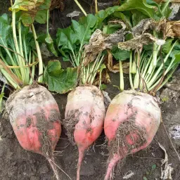 https://cdn.farmtrade.nl/media/169219/conversions/OVEjqn-thumbnail.webp