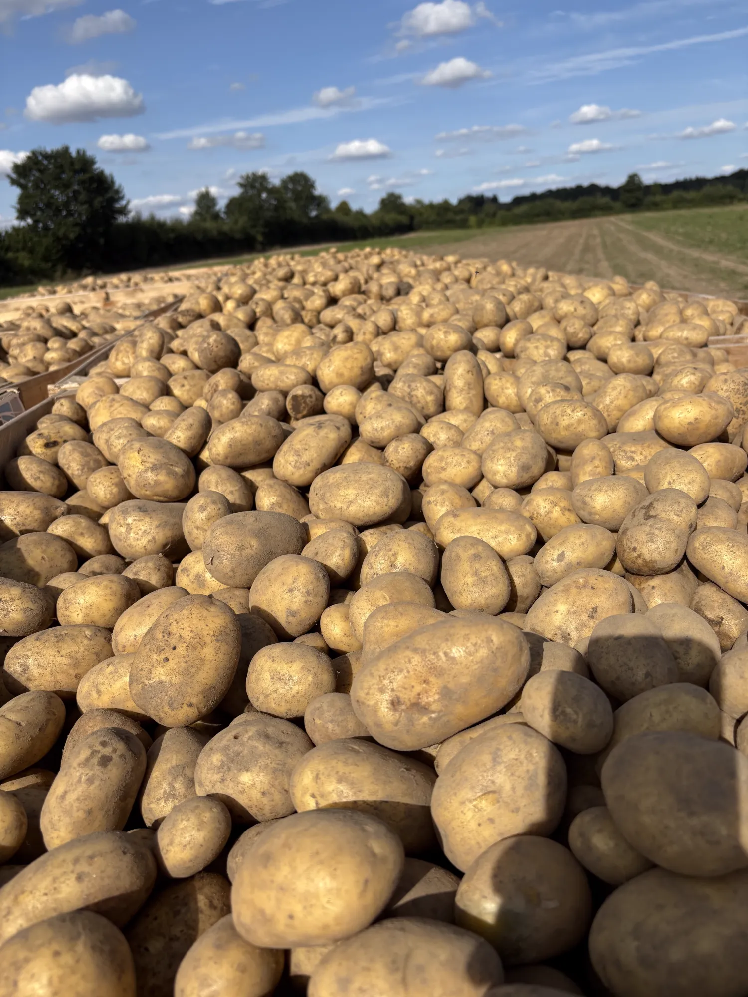 Bio-Kartoffeln Belana, 20 t (festkochend)