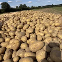 Biologische Belana aardappelen, 20 ton (vastkokend)