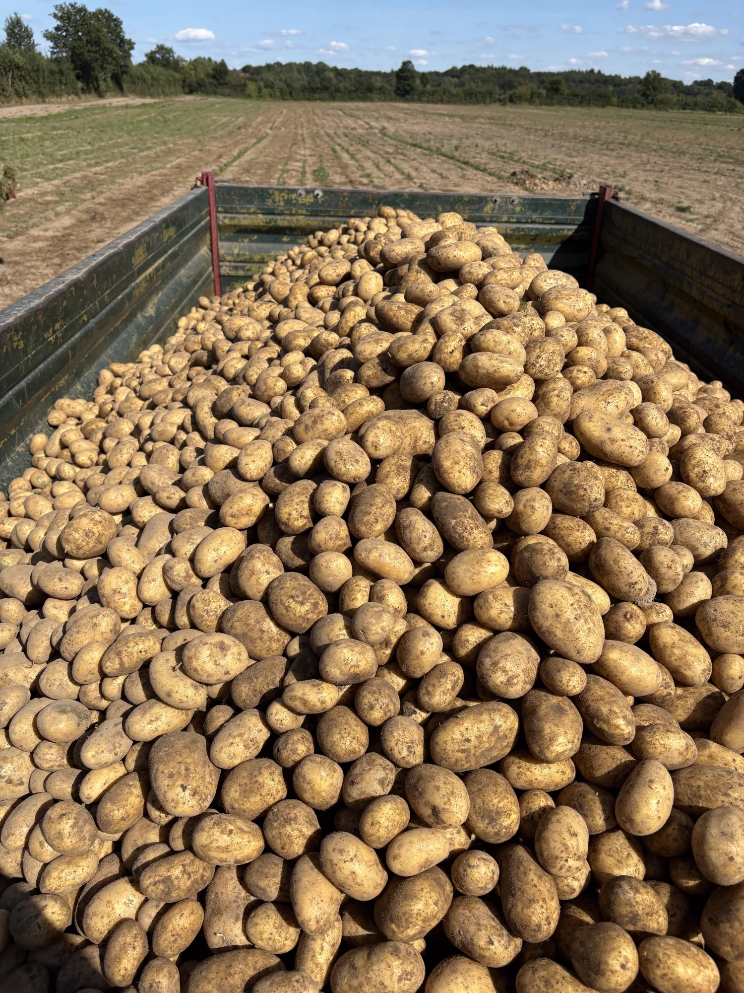 Bio-Kartoffeln Belana, 20 t (festkochend)