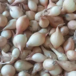 https://cdn.farmtrade.nl/media/169235/conversions/jbpPOH-thumbnail.webp