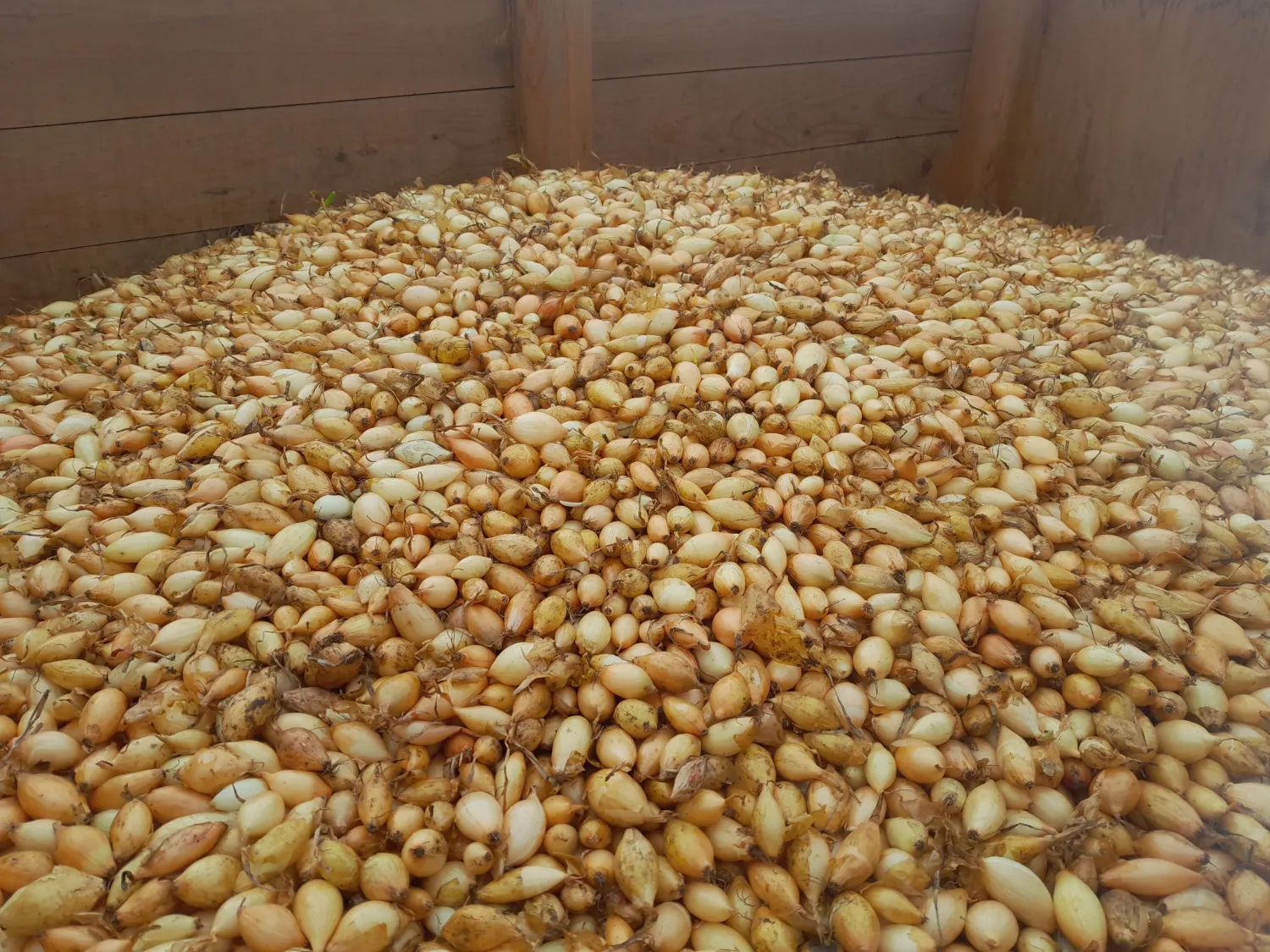 Winterplantuien Sibir - 1400 kg beschikbaar