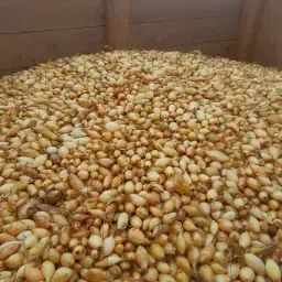 https://cdn.farmtrade.nl/media/169236/conversions/p0PWsE-thumbnail.webp