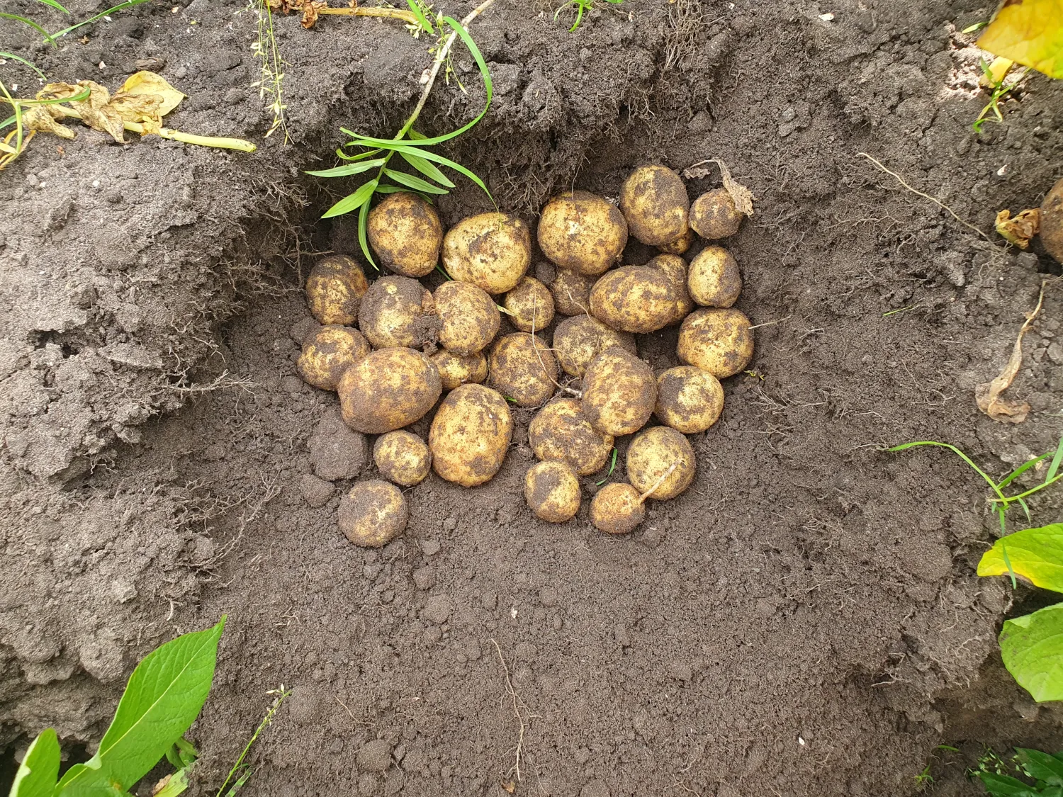 Pootaardappelteler gezocht in Noordoostpolder
