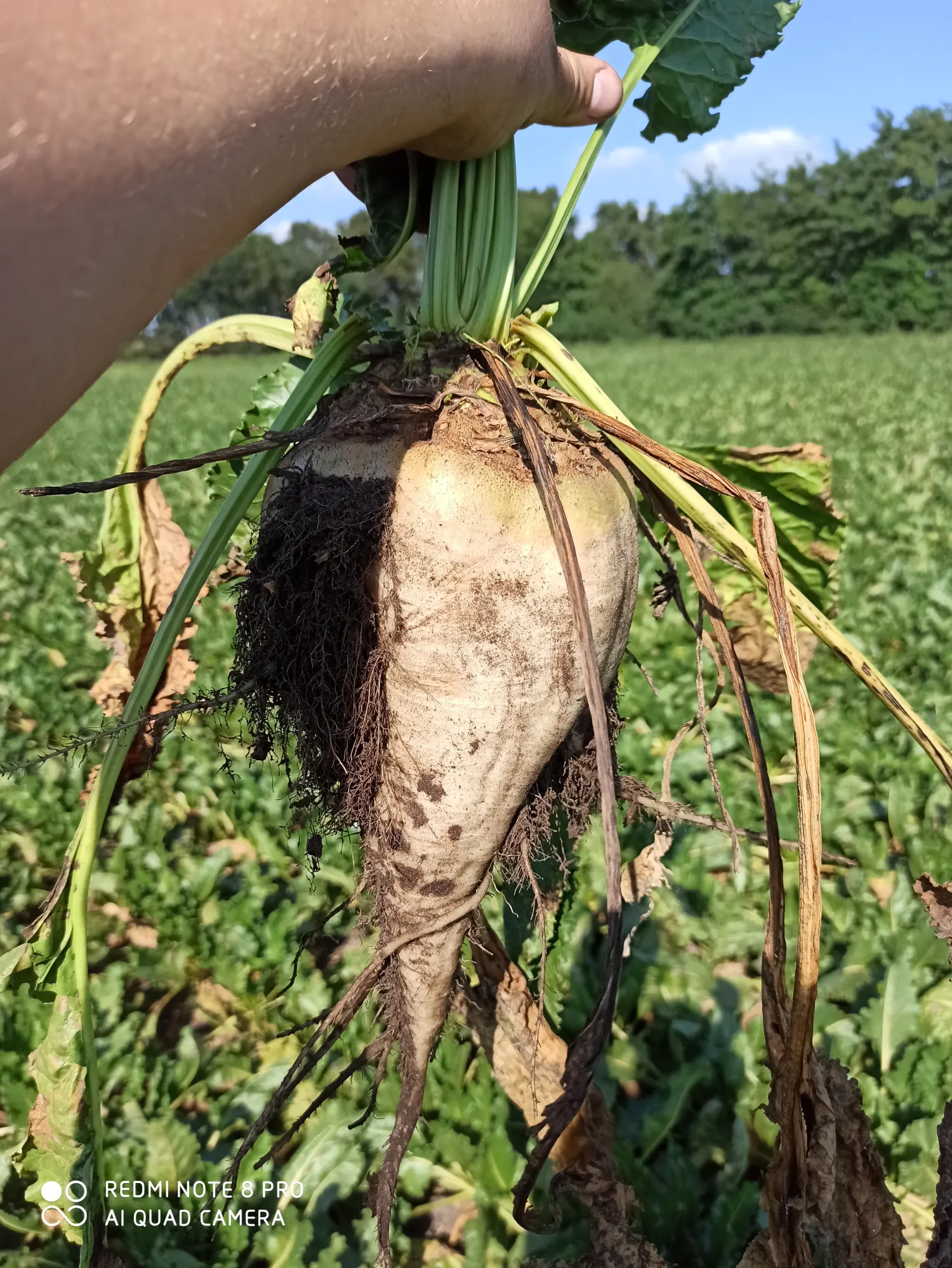 Remolacha azucarera Calida/BTS 6000 – Wietmarschen