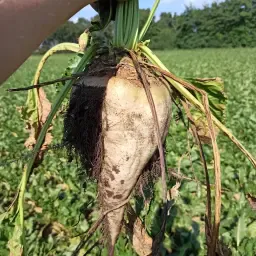 Remolacha azucarera Calida/BTS 6000 – Wietmarschen