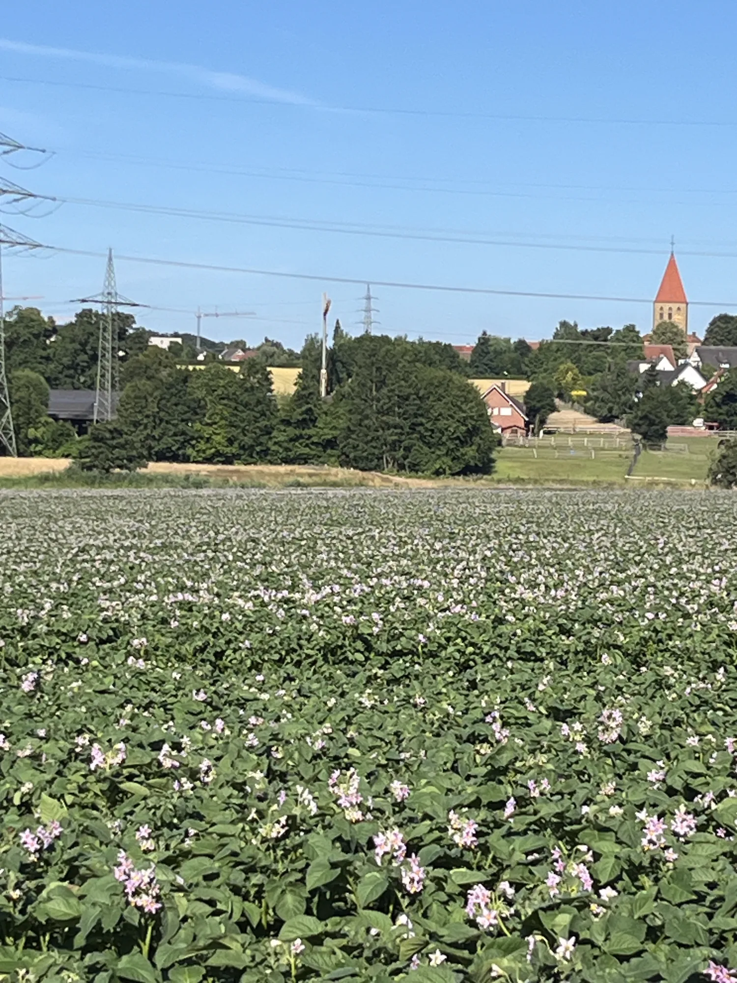 Biologische Agria, Lady Jane & Otolia Aardappelen - Topkwaliteit