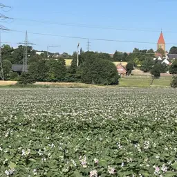 Biologische Agria, Lady Jane & Otolia Aardappelen - Topkwaliteit