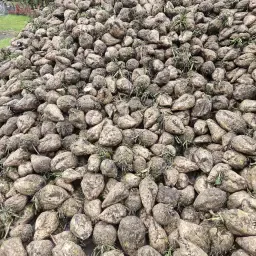 https://cdn.farmtrade.nl/media/169360/conversions/mU9MVi-thumbnail.webp