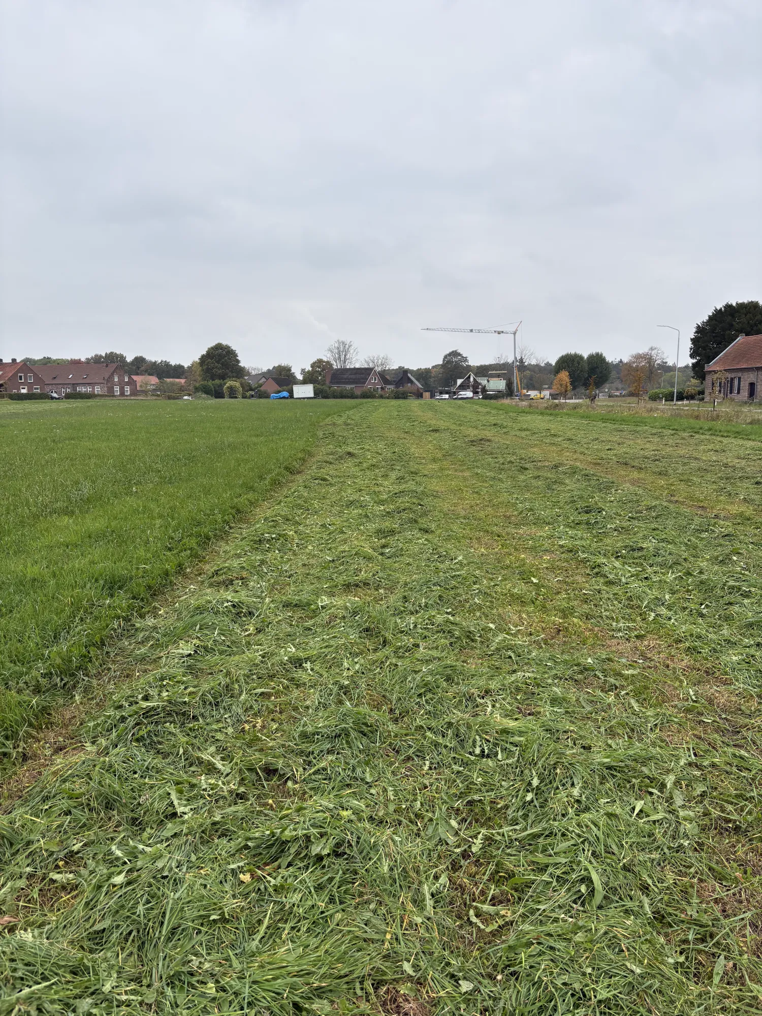 Midibalen Gras Oktober 2025 – Schappelijke Prijs