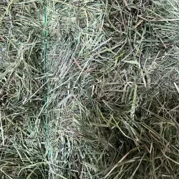 https://cdn.farmtrade.nl/media/169429/conversions/blXmQq-thumbnail.webp