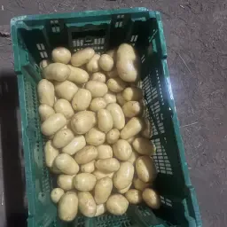 https://cdn.farmtrade.nl/media/169436/conversions/5TZ52g-thumbnail.webp