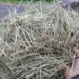 https://cdn.farmtrade.nl/media/169504/conversions/uBNIN9-thumbnail.webp