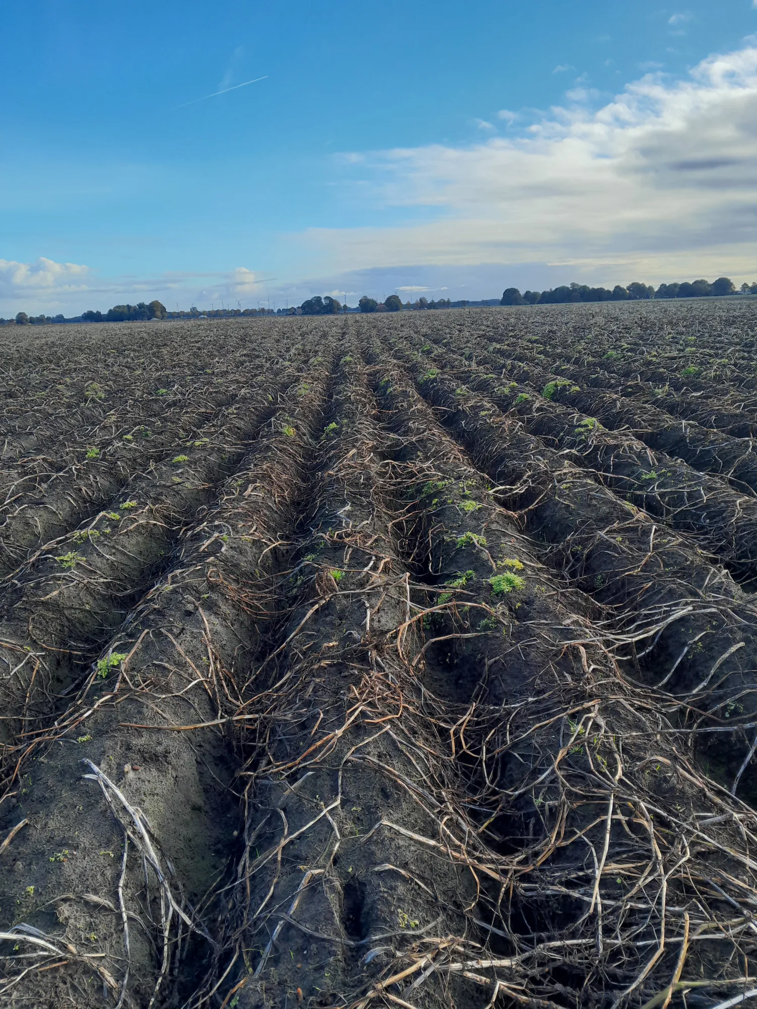 5 ha Fontane aardappelen aangeboden