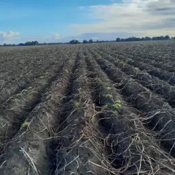 https://cdn.farmtrade.nl/media/169526/conversions/5rR703-thumbnail.webp
