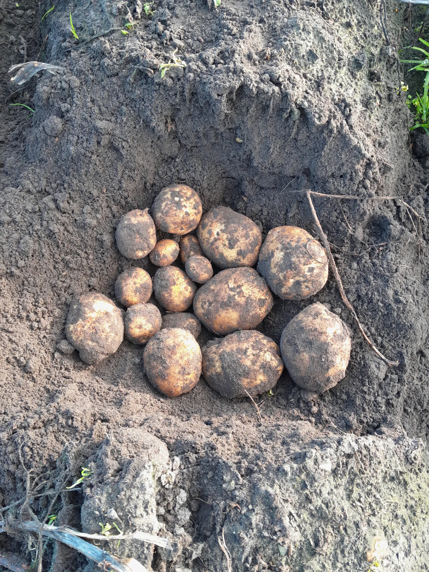 5 ha Fontane aardappelen aangeboden