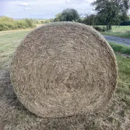 https://cdn.farmtrade.nl/media/169561/conversions/jqeUZJ-thumbnail.webp