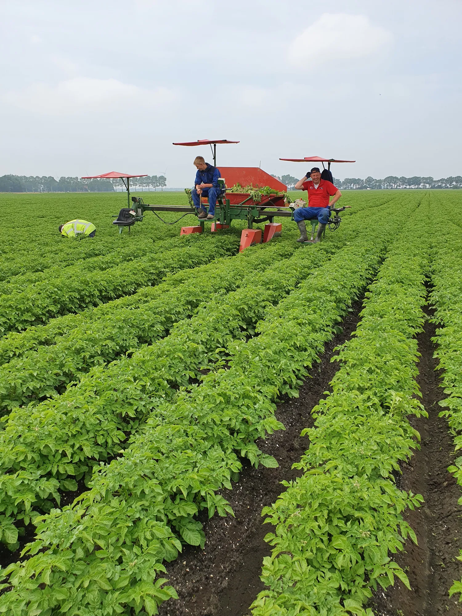 Pootaardappelteler gezocht in Noordoostpolder