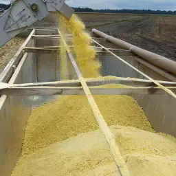Шукаємо зерно кукурудзи, Vriezenveen | Мін. 65% сухе