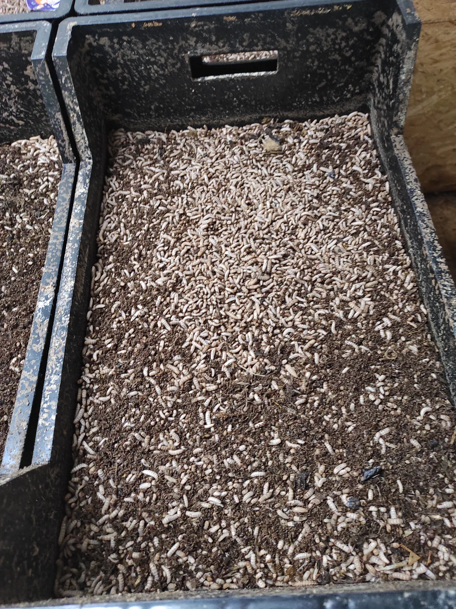 Schwarze Soldatenfliegenlarven als Tierfutter in Norddeutschland