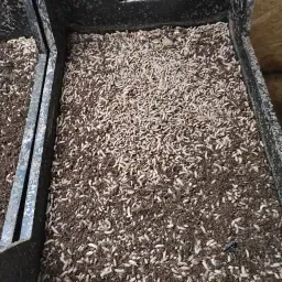 https://cdn.farmtrade.nl/media/169676/conversions/plDngi-thumbnail.webp