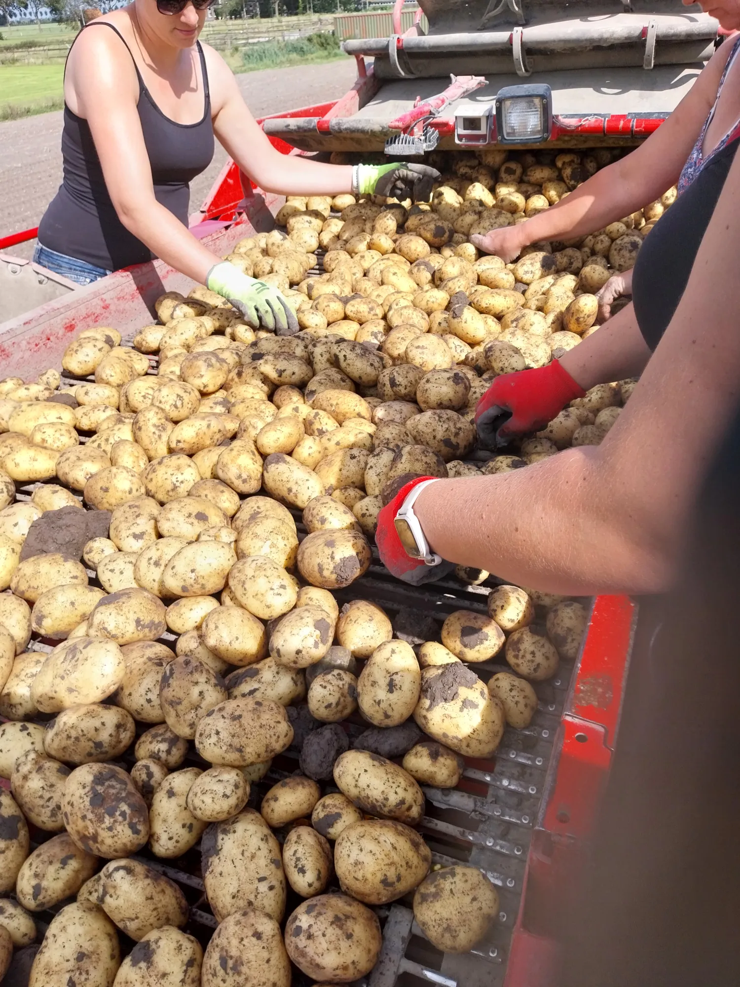 Friesland Consumptie Aardappelen van Hoge Kwaliteit