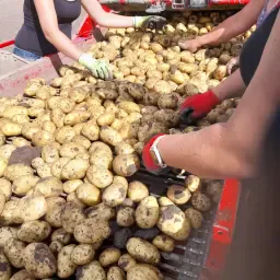 Friesland Consumptie Aardappelen van Hoge Kwaliteit