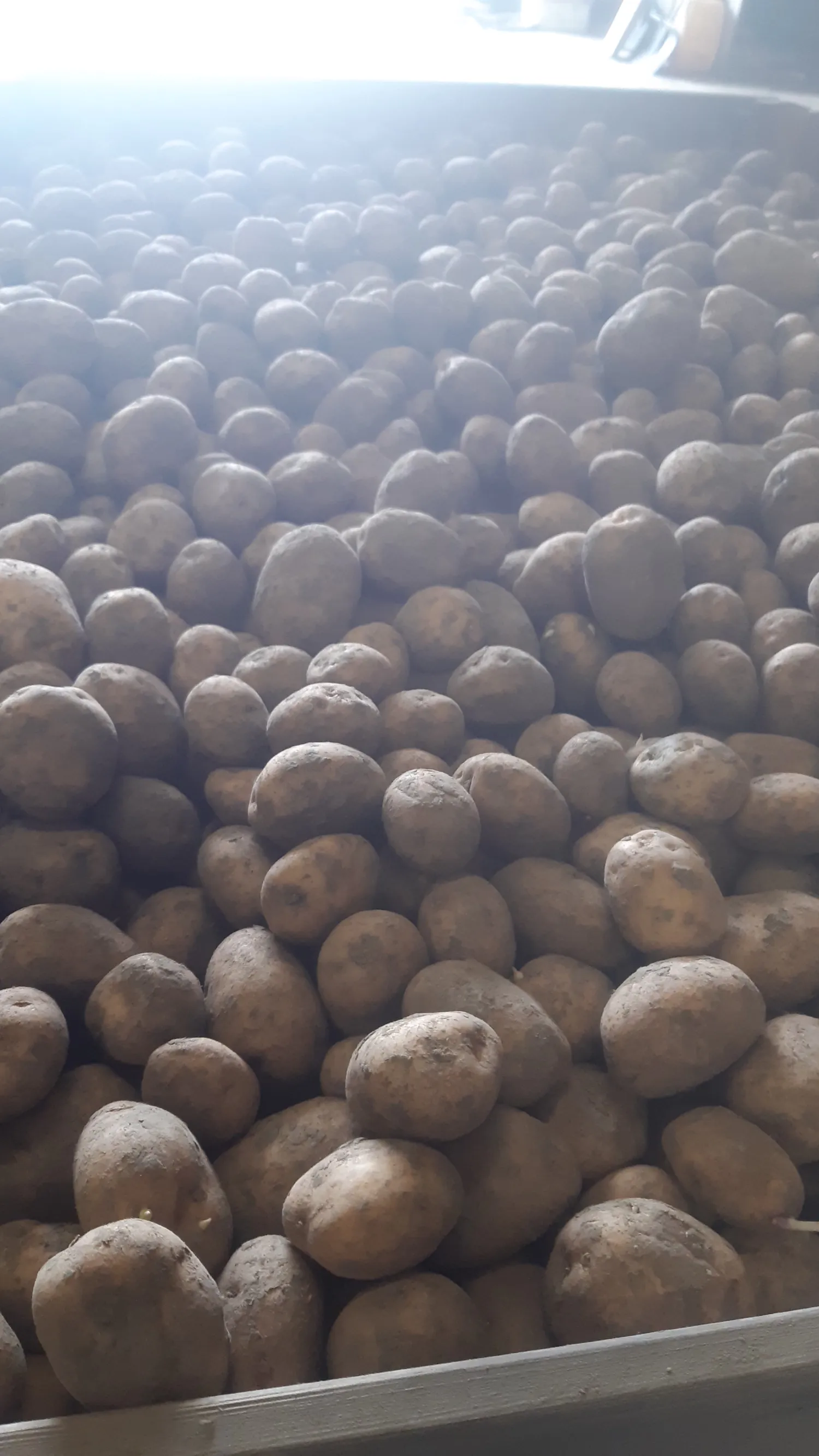 Dore Kartoffeln kaufen | 3 Tonnen in Top Qualität verfügbar