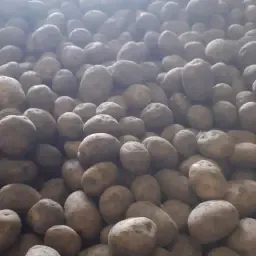 Dore aardappelen kopen | 3 ton blanke partij beschikbaar