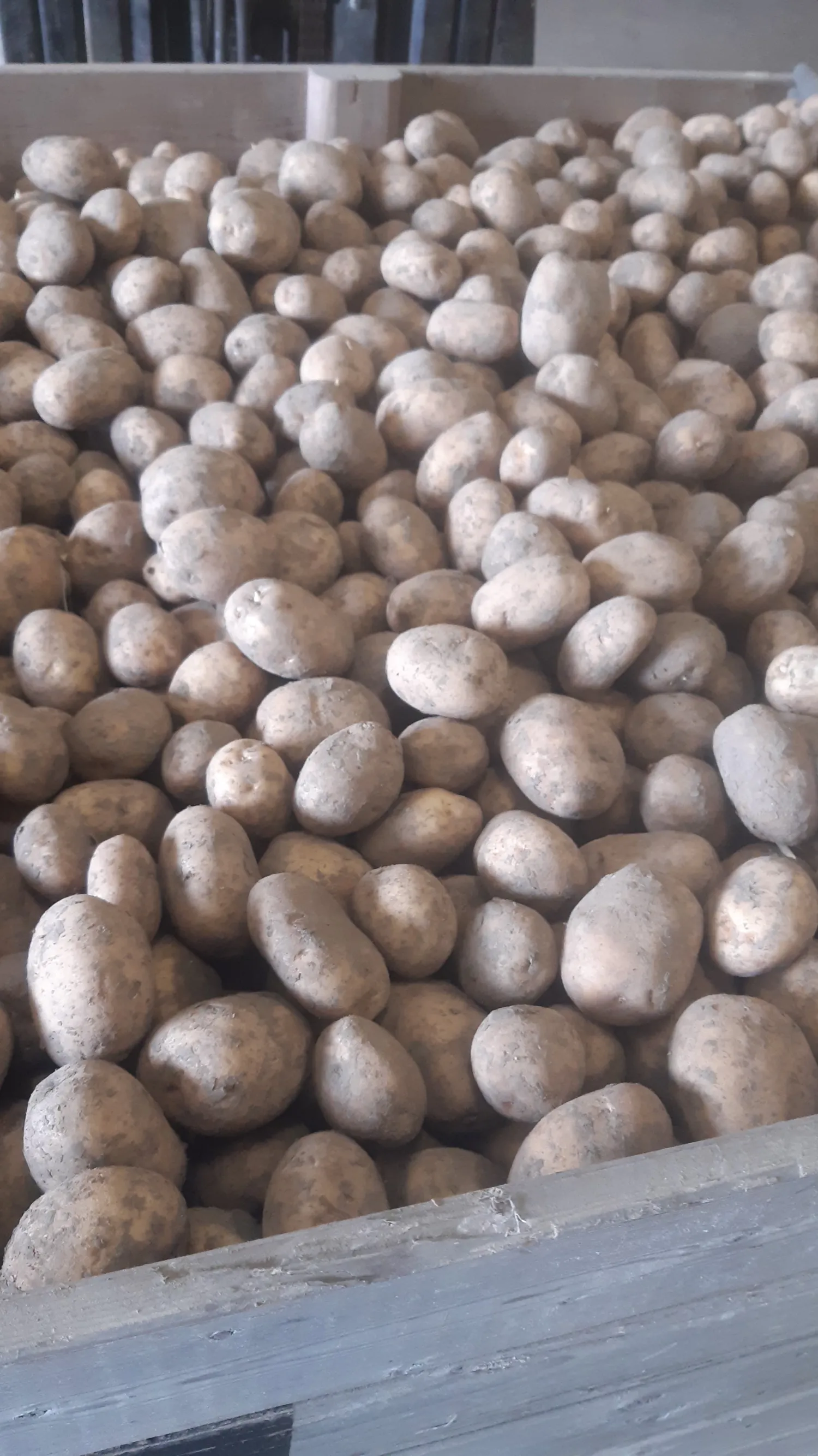 Dore Kartoffeln kaufen | 3 Tonnen in Top Qualität verfügbar