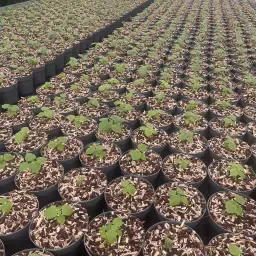 Dyrk Paulownia-træer: Invester i fremtiden!