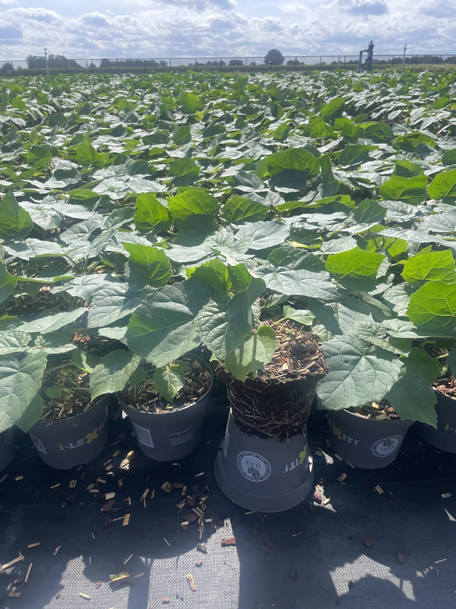 Dyrk Paulownia-træer: Invester i fremtiden!