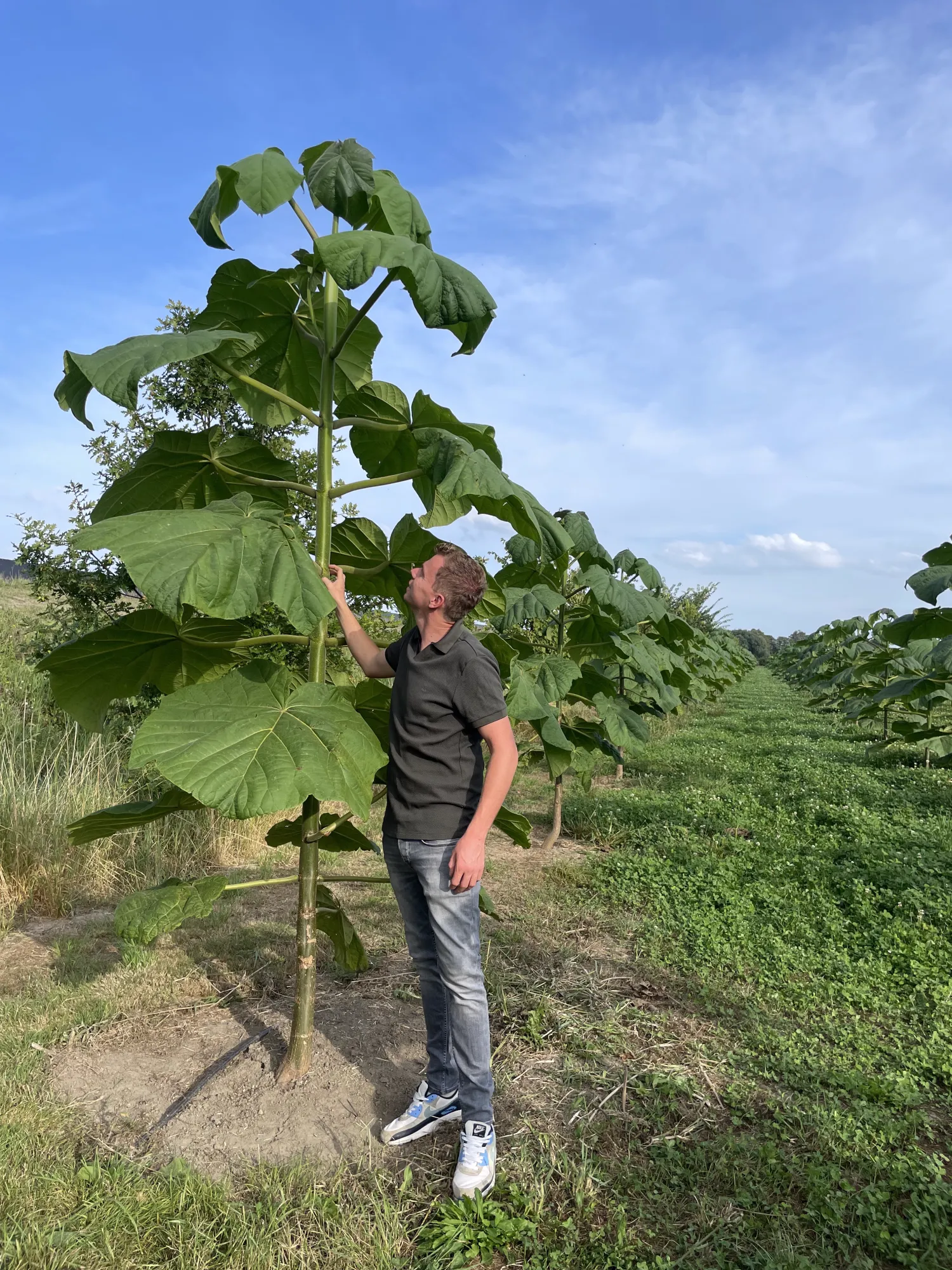 Dyrk Paulownia-træer: Invester i fremtiden!