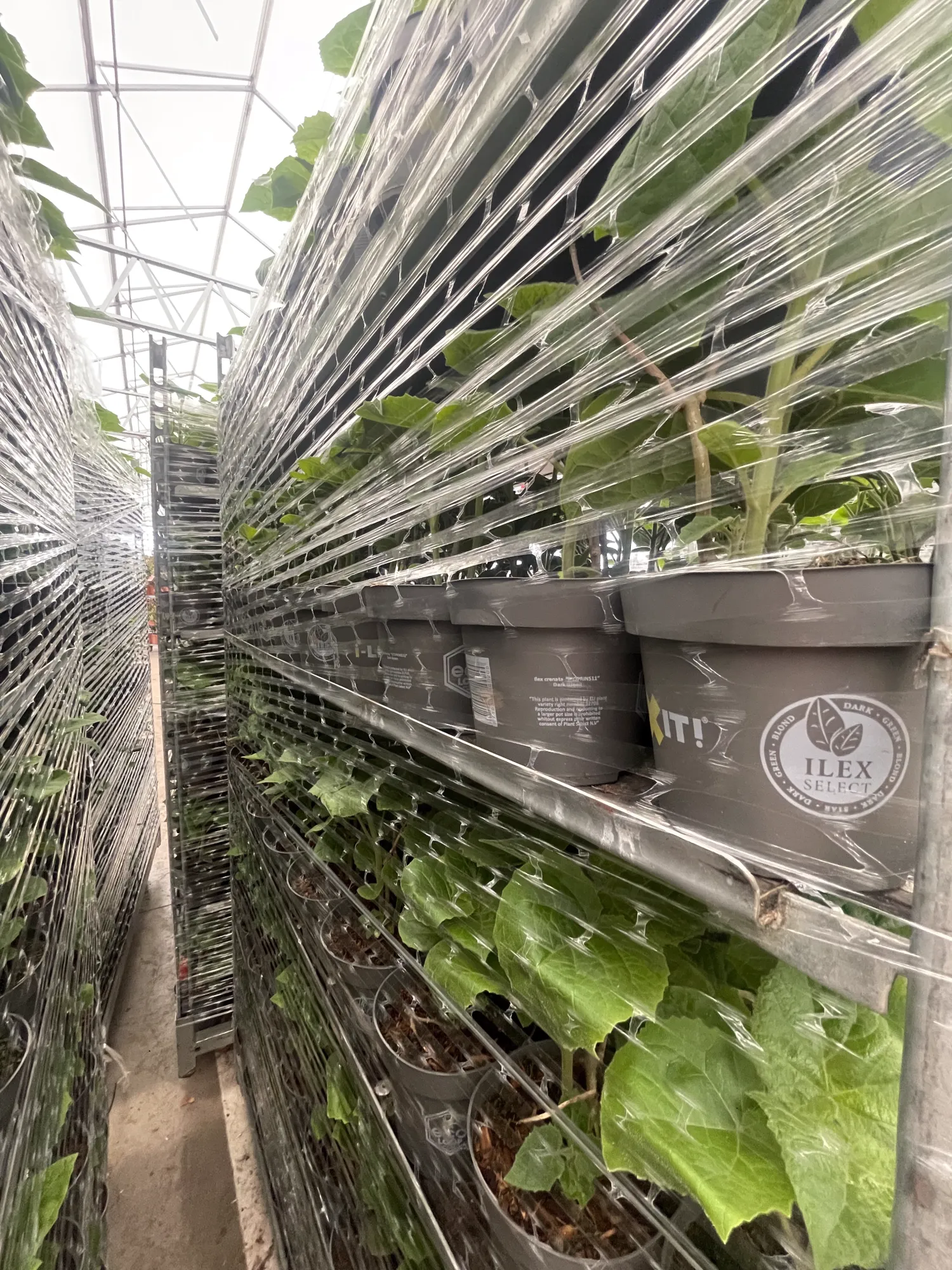 Dyrk Paulownia-træer: Invester i fremtiden!