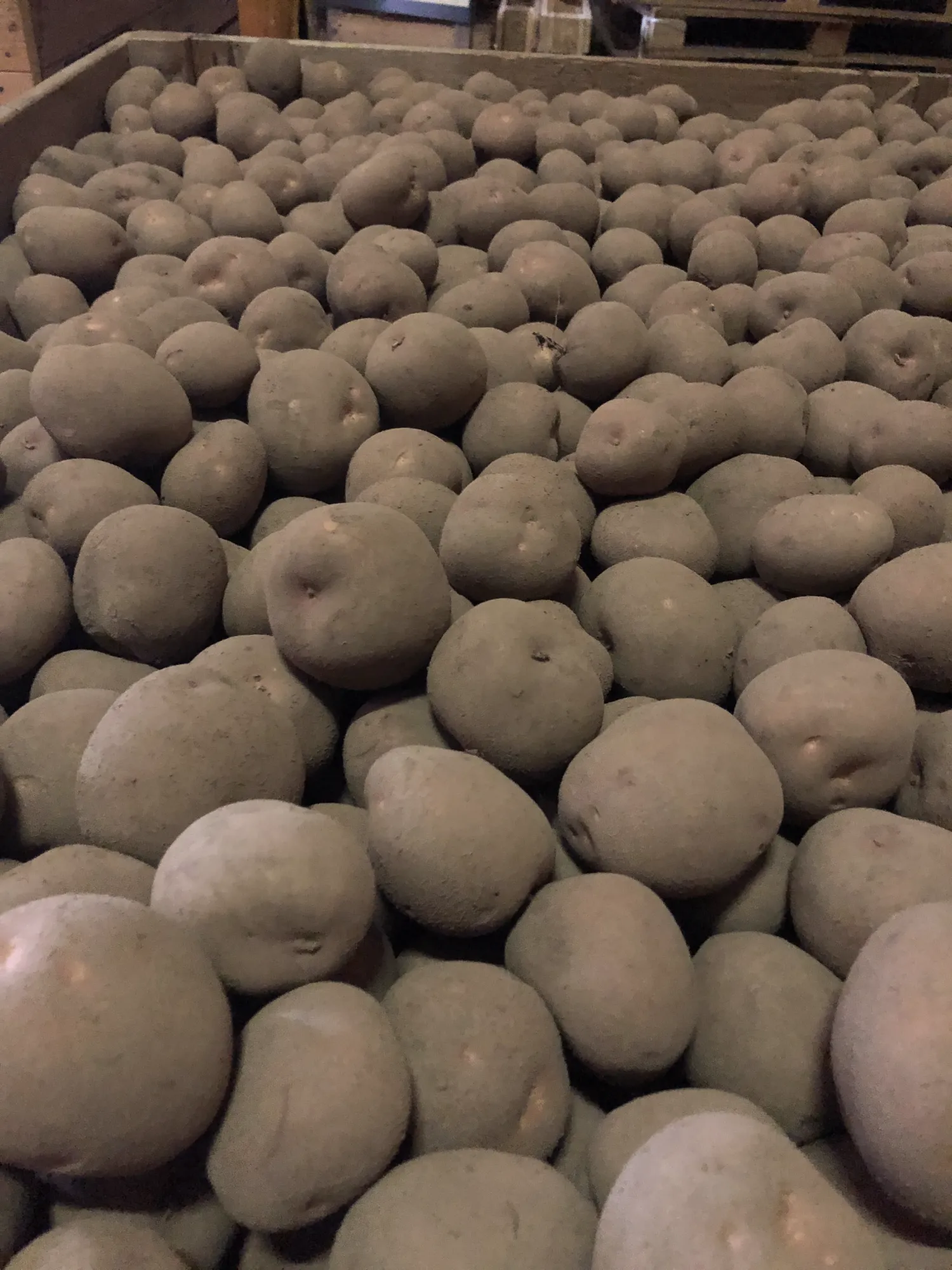 Bildtstar Aardappelen 50-70mm Gesorteerd in Kisten