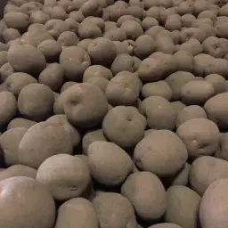 https://cdn.farmtrade.nl/media/170138/conversions/RB9sq9-thumbnail.webp