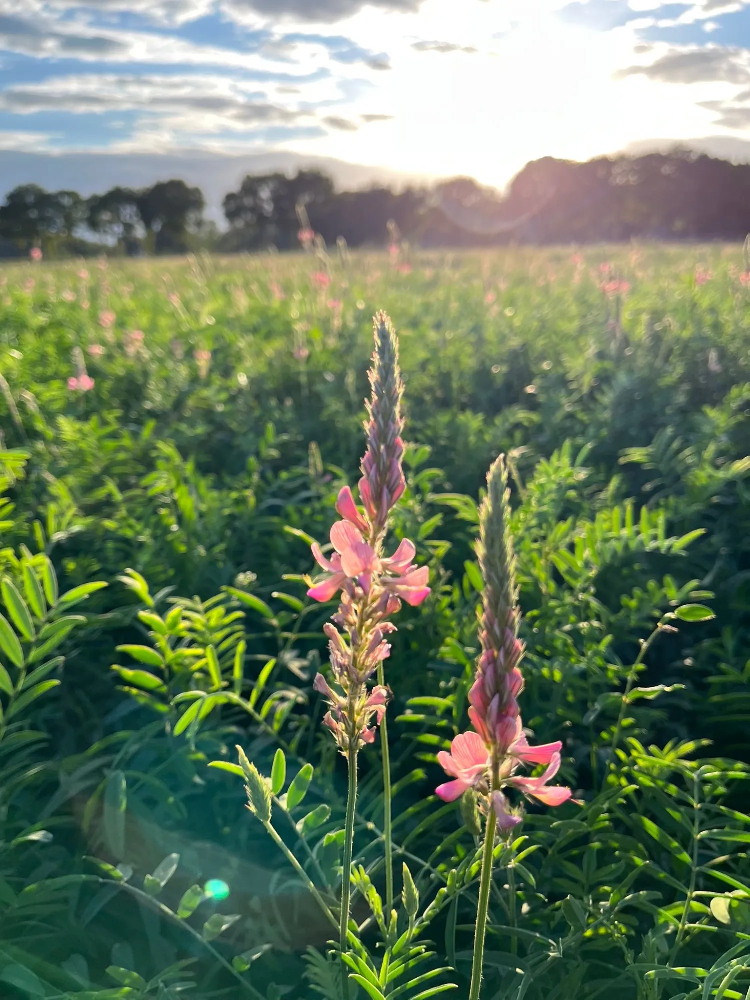 Esparcettebrok: Natuurlijk krachtvoer voor gezonde paarden