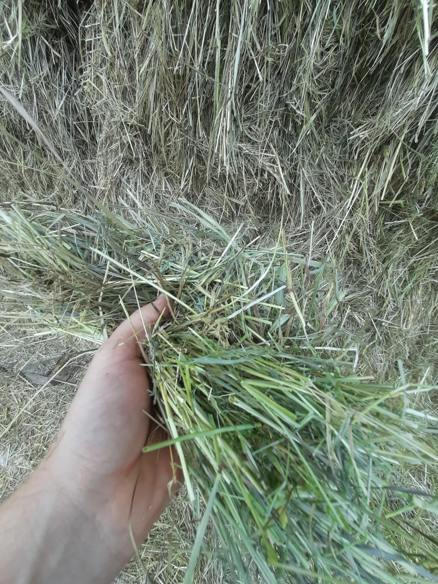 Heno de la primera siega, cosecha del 15/06, humedad 7-15%