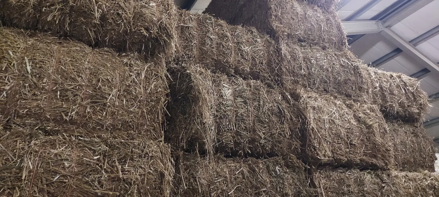 Zomerkoolzaad Stro Te Koop - Hoge Kwaliteit, Droog