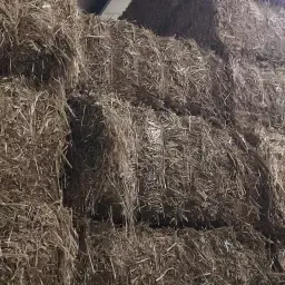 Zomerkoolzaad Stro Te Koop - Hoge Kwaliteit, Droog