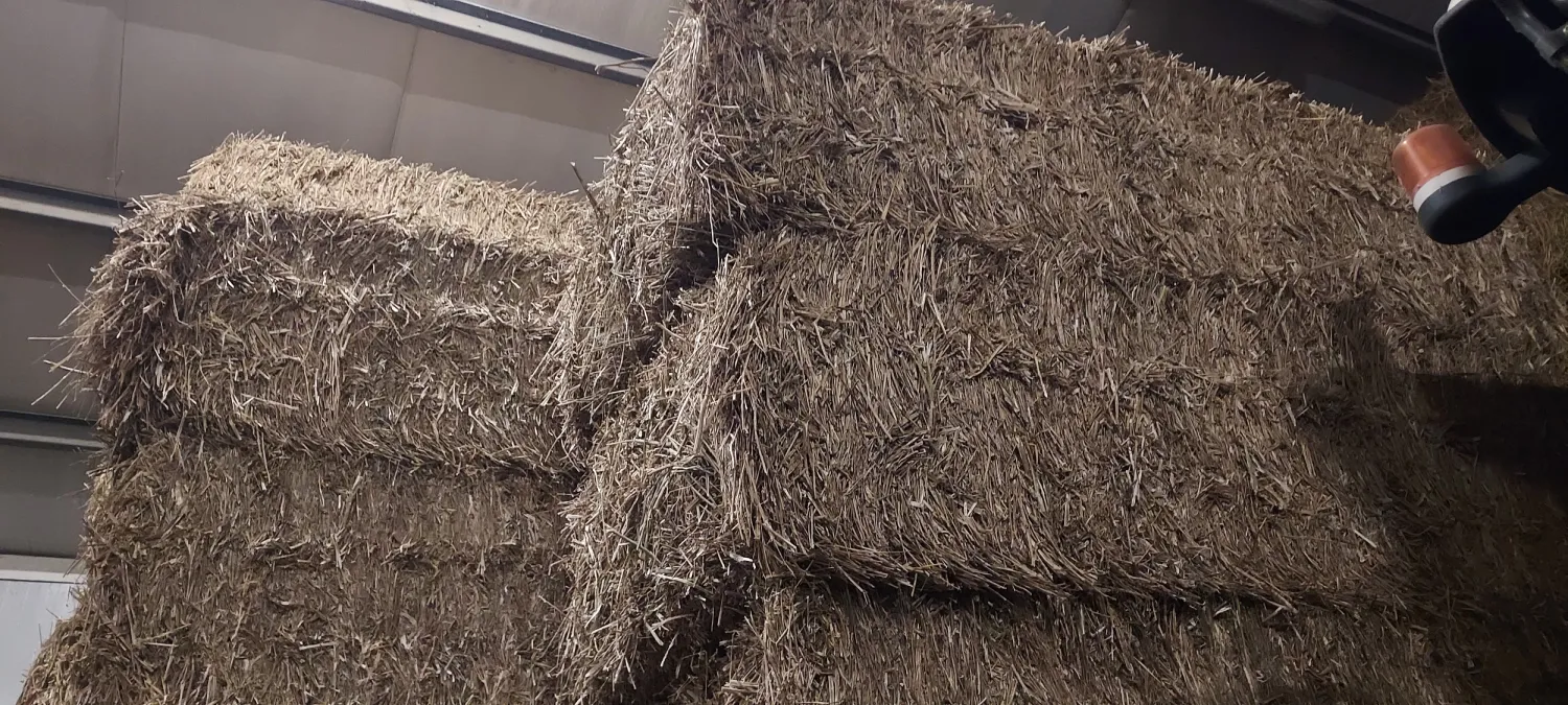 Zomerkoolzaad Stro Te Koop - Hoge Kwaliteit, Droog